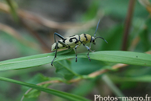 Chlorophorus varius